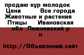 продаю кур молодок. › Цена ­ 320 - Все города Животные и растения » Птицы   . Ивановская обл.,Лежневский р-н